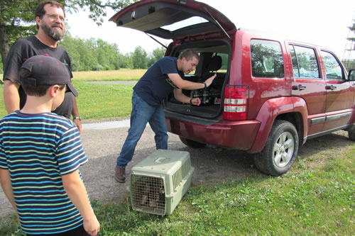 Adam Hazel releasing pheasants