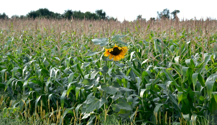090716_sunflowercorn