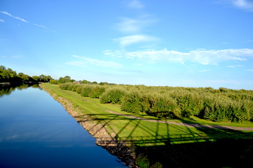Photo by Tom Rivers: An apple orchard is pictured late Friday from the canal bridge on Presbyterian Road in Albion.