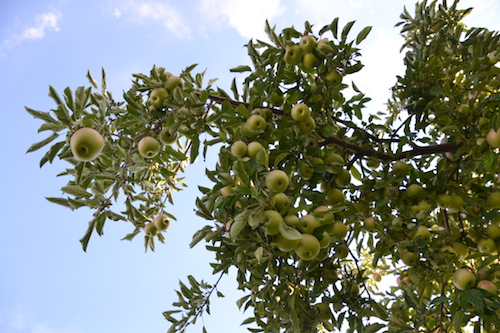 The orchards in Orleans County are loaded with apples that will be picked in the next two months. These apples are pictured at an orchard on Allens Bridge Road.