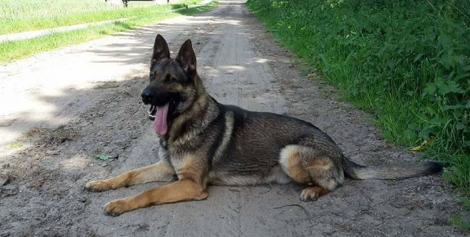 Provided photo: Otto will arrive next week and will soon begin training with Jeff Cole, and Orleans County sheriff's deputy.