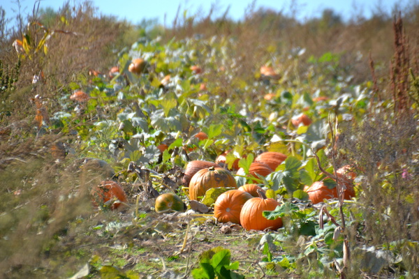 100716_pumpkins