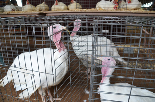 File photo by Tom Rivers: These turkeys were part of the 2014 meat auction at the 4-H Fair in Knowlesville. The cost of a turkey has dropped a little compared to Thanksgiving a year ago.