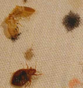Photo from New York State Department of Health: Bed bugs are small, flat wingless insects that are reddish-brown in color and approximately one-quarter inch long. They don’t fly but can crawl rapidly.