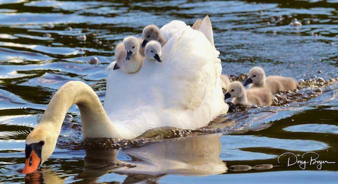 Mama swan helps babies on maiden voyage | Orleans Hub