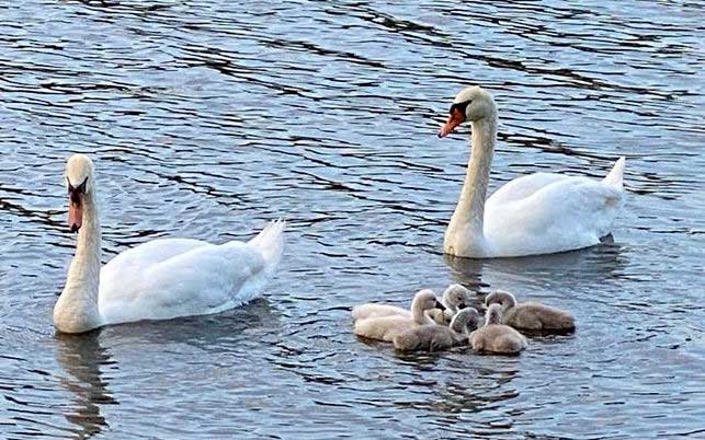 Baby swans get oohs and aahs at Lake Alice | Orleans Hub
