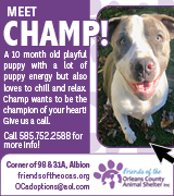 2360-8 Pet of Week